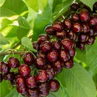 نهالستان صنوبر اصلاح شده گردو و بادام|خدمات باغبانی و درختکاری|کاشان, فاز ۱ ناجی آباد|دیوار