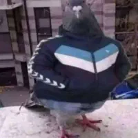 کبوتر