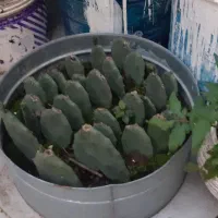 کاکتوس|گل و گیاه طبیعی|تهران, تهرانپارس جنوبی|دیوار