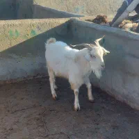 بز نر سانن|حیوانات مزرعه|شیروان (خراسان), |دیوار