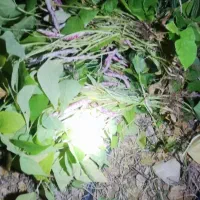 فروش لوبیا چیتی|خوردنی و آشامیدنی|سپیدار, |دیوار