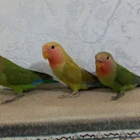 طوطی برزیلی|پرنده|تاکستان, |دیوار