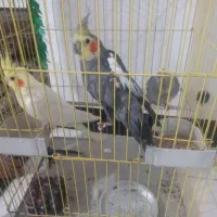 عروس هلندی ومرغ عشق|پرنده|نورآباد, |دیوار