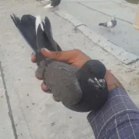 کود کبوتر کفتر