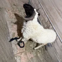 قوچ