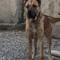 سگ سرابی ۱۸ ماهه