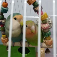 طوطی برزیلی|پرنده|شوش, |دیوار