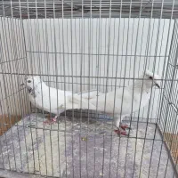 کبوتر زمینی و هوایی آس