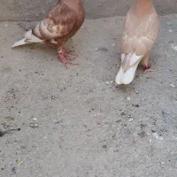 کارل میوملز کاکلی دم سفید عتیقه|پرنده|مه ولات, |دیوار