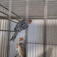 نژاد قناری خارجی