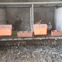 کبوتر جفت خون آبپخش|پرنده|آبپخش, |دیوار