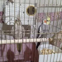 پرنده