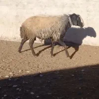 ۱ راس قوچ
