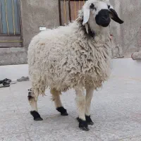 بره نر قوچ گوسفند|حیوانات مزرعه|زاهدان, |دیوار