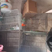 قفس فنچ وقناری