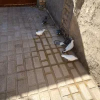 ۹ عدد کبوتر دونه ای ۱۵۰|پرنده|خوانسار, |دیوار