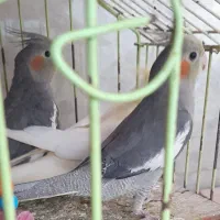 پرنده عروس هلندی