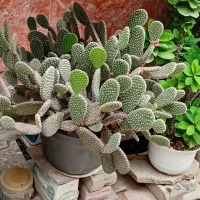 گل گل گل|گل و گیاه طبیعی|رشت, تازه آباد|دیوار