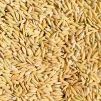 چمپا.فروش فوری