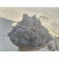 انگور دیم شرابی
