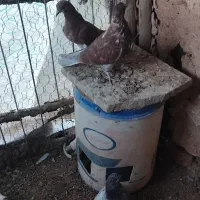 کفتر|پرنده|سلطانیه, |دیوار