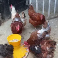 مرغ محلی تخم گذار|حیوانات مزرعه|قائمشهر, |دیوار