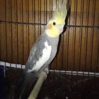 عروس ابلغ نر|پرنده|مینودشت, |دیوار