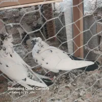 دوعدد کفتر نر