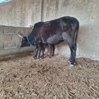 گاو گوساله دار محلی|حیوانات مزرعه|سیمین شهر, |دیوار