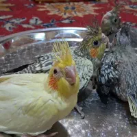 جوجه عروس هلندی|پرنده|فلاورجان, |دیوار
