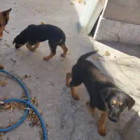 سگ ژرمن|سگ|کرج, اصفهانی‌ها|دیوار