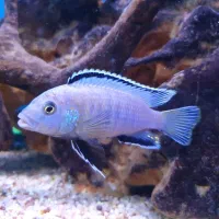 سیچلاید آبی