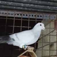 عودی کرمانی