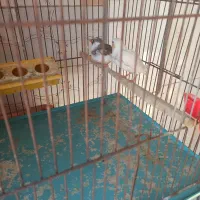 پرنده|پرنده|سلماس, |دیوار