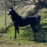 اسب نژاد کورد