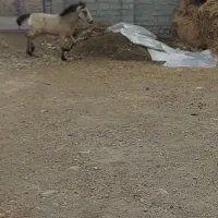 اسب نر|اسب و تجهیزات اسب‌سواری|ماهنشان, |دیوار