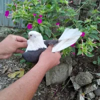 کبوتر پرشی دهنجور واقعی ۱۲ ساعته با ضمانت|پرنده|رشت, گیل|دیوار