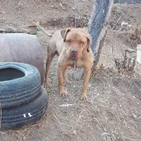 پیتبول آمریکن بولی