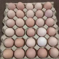 تخم مرغ محلی اصل گلپایگانی|خوردنی و آشامیدنی|شیراز, بازار|دیوار