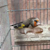 قناری ماده سهره دارابی|پرنده|فسا, |دیوار