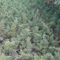 کاج رونده زیبا|گل و گیاه طبیعی|رامسر, |دیوار