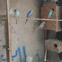 فنچ مرغ عشق و عروس هلندی|پرنده|قشم, |دیوار