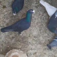 کفتر کلاغ با یکی سفید