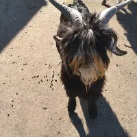 کهره داشتی|حیوانات مزرعه|ایذه, |دیوار