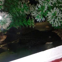 ماهی آکواریم|ماهی|محمدیه-قزوین, |دیوار