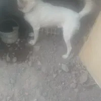 سگ پاکوتاه نر