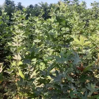 چنار دوساله