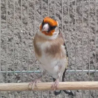 سهره چهارگل.کرمونی.گلبسر