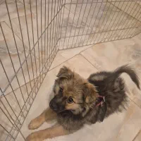 واگذاری سگ شیتزوپامرانین