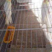 عروس هلندی لوتینو جفت